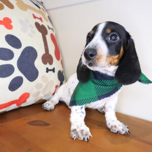 Jipso Dachcshund 01