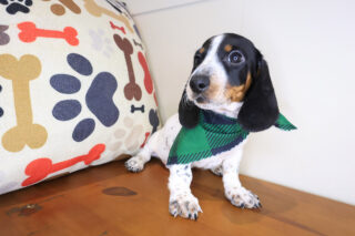 Jipso Dachcshund 01