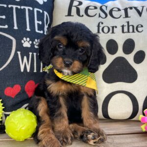 Junie Cavapoo 01