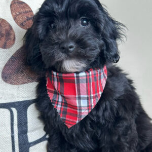 Khloe Cavapoo 01