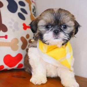 Kudo Shih Tzu 01
