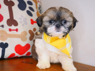Kudo Shih Tzu 01