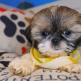 Kudo Shih Tzu 02