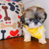 Kudo Shih Tzu 03