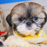 Kudo Shih Tzu 04