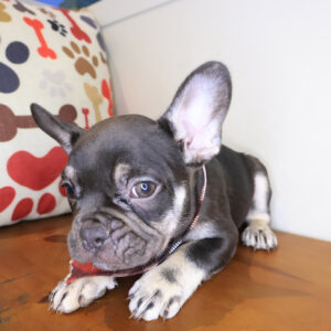 Kutu French Bulldog 01