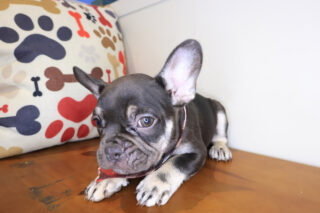 Kutu French Bulldog 01
