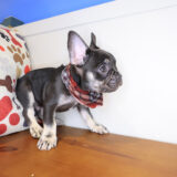 Kutu French Bulldog 02