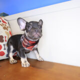 Kutu French Bulldog 03