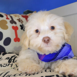 Lady Schnoodles 01
