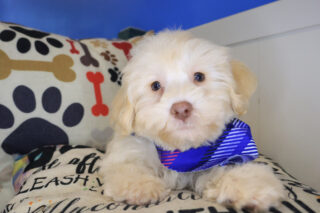 Lady Schnoodles 01