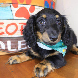 Laica Dachshund 01