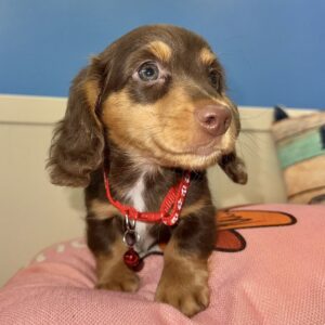 Lakota Dachshund 01