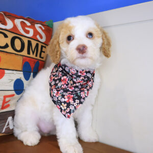 Leela Mini Goldendoodle 01