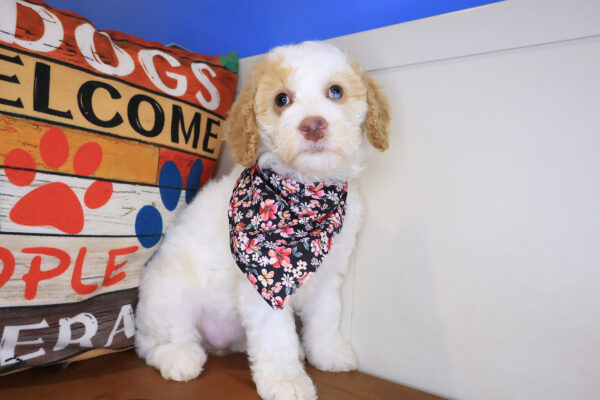 Leela Mini Goldendoodle 01