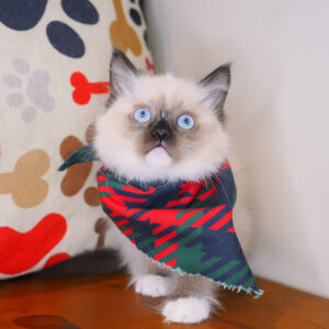 Leo Ragdoll 01
