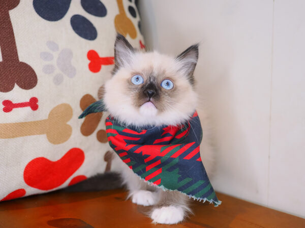 Leo Ragdoll 01
