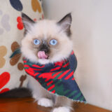 Leo Ragdoll 02