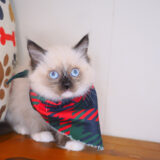 Leo Ragdoll 03