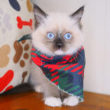 Leo Ragdoll 04