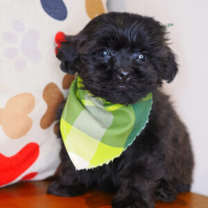 Levi Shihpoo 01