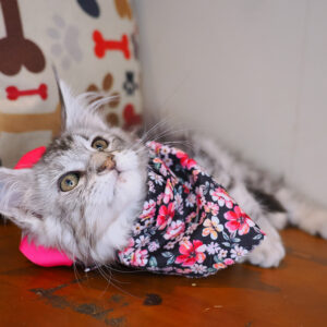 Lilly Maine Coon Polydactyl 01