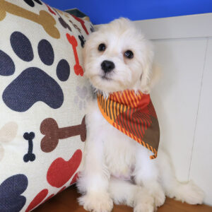 Lionel Schnoodles 01