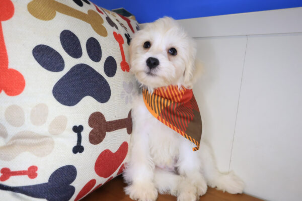 Lionel Schnoodles 01