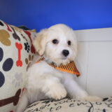 Lionel Schnoodles 03