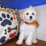 Lionel Schnoodles 04