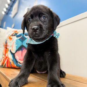 Lovie Labrador Retriever 01