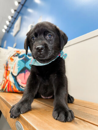 Lovie Labrador Retriever 01