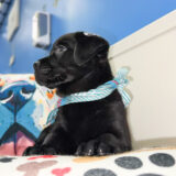 Lovie Labrador Retriever 02