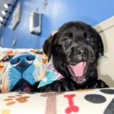Lovie Labrador Retriever 03