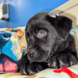 Lovie Labrador Retriever 04