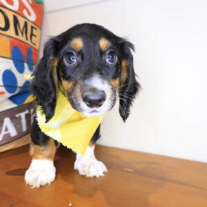 Mako Dachshund 01