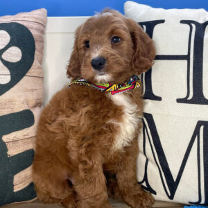 Marilyn Mini Goldendoodle 01
