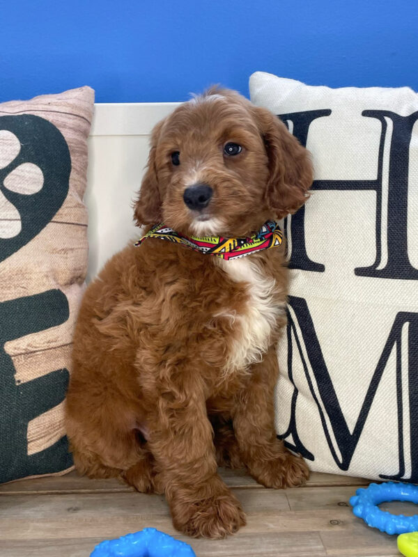 Marilyn Mini Goldendoodle 01