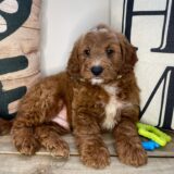 Marilyn Mini Goldendoodle 02