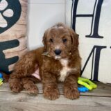 Marilyn Mini Goldendoodle 04