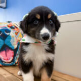 Marina Australian Shepherd 01