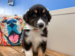 Marina Australian Shepherd 01