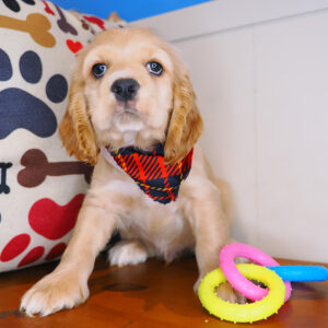 Middy Cocker spaniel 01