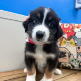 Midge Australian Shepherd 01