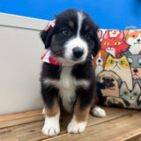 Midge Australian Shepherd 02