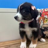 Midge Australian Shepherd 03