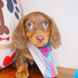 Milky Dachshund 01
