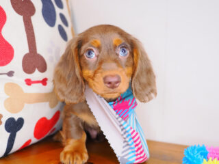 Milky Dachshund 01