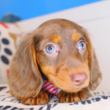 Milky Dachshund 02