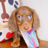 Milky Dachshund 03